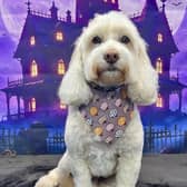 Treat your dog to a pamper session this month and receive a complimentary photo shoot Secure your slot today! Call 01623 405309, email onallpawz@gmail.com, or visit onallpawz.com for more details.