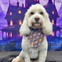 Spooky Snouts: Wickedly adorable Halloween dogs strike a pose in Mansfield