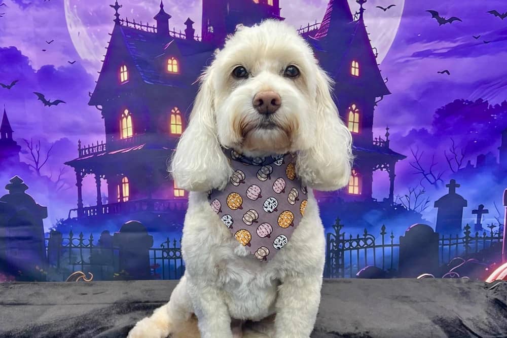 Treat your dog to a pamper session this month and receive a complimentary photo shoot Secure your slot today! Call 01623 405309, email onallpawz@gmail.com, or visit onallpawz.com for more details.