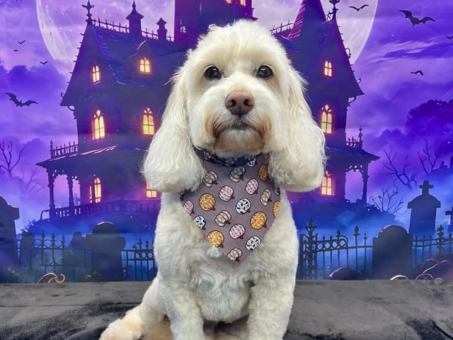 Treat your dog to a pamper session this month and receive a complimentary photo shoot Secure your slot today! Call 01623 405309, email onallpawz@gmail.com, or visit onallpawz.com for more details.