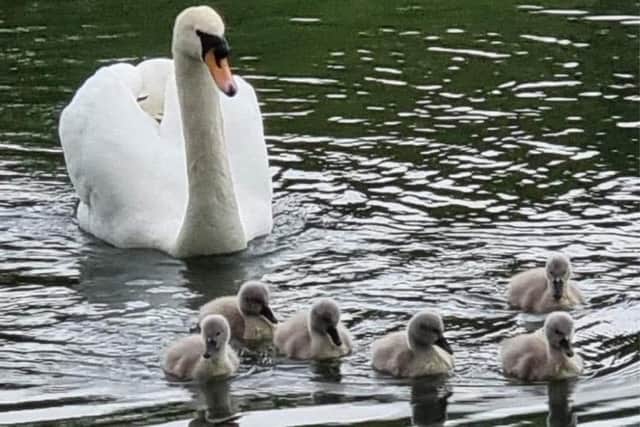 The swans are adored by many residents.