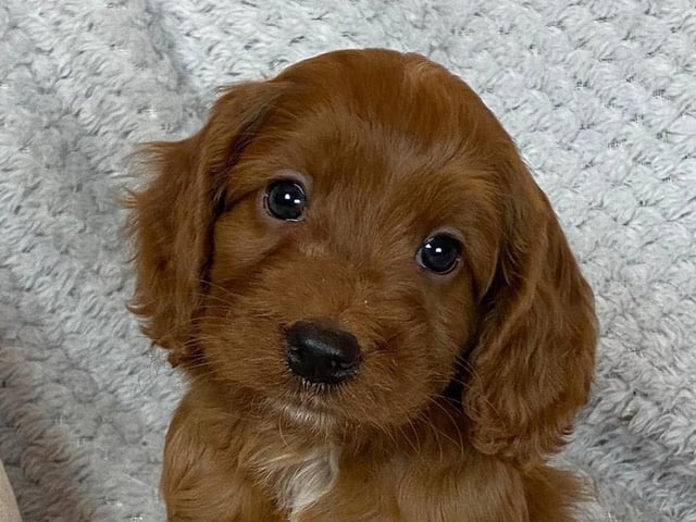 Henry the cockapoo has the cute head tilt down to a tee