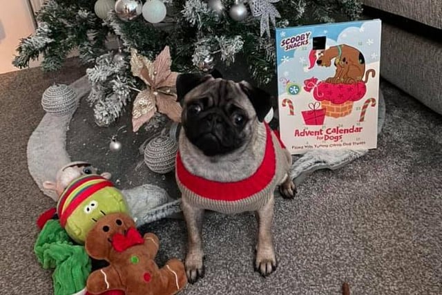 Daisy's counting down the days with her advent calendar.