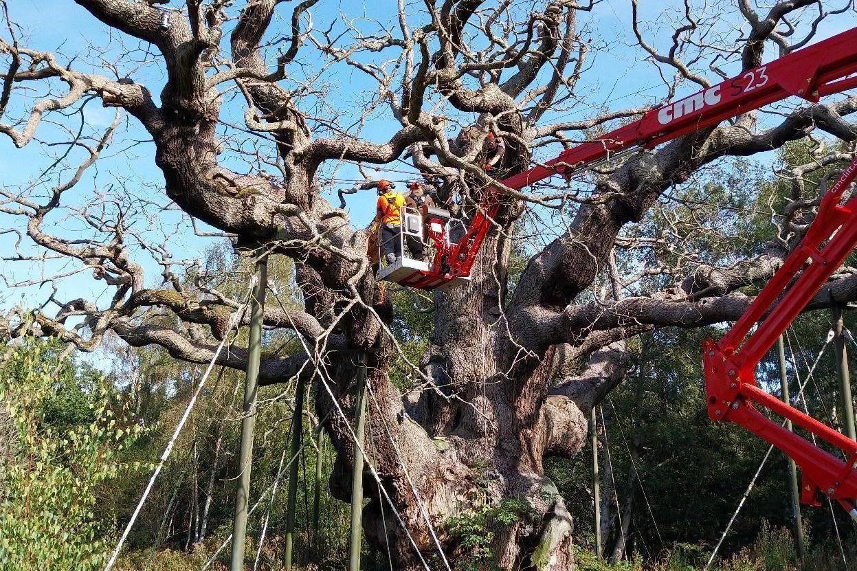 Work underway to preserve iconic Major Oak tree after experts confirmed it ...
