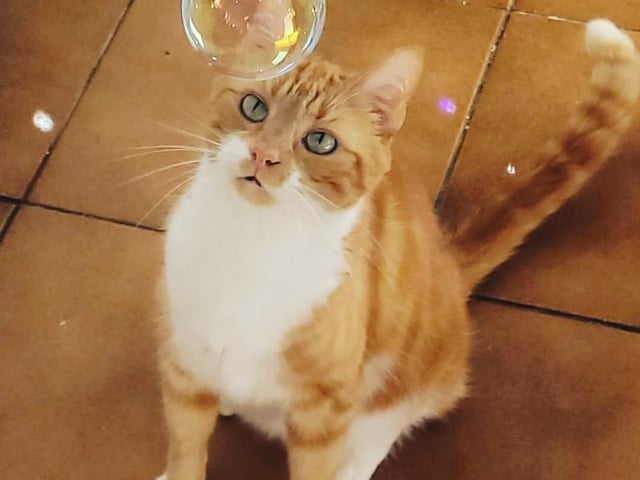 Jake aka ginger ninja - aged nine.