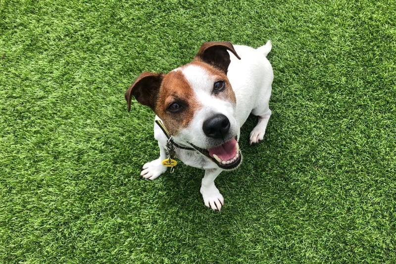 Alfie is a 10-year-old Jack Russell Terrier who enjoys attention and interaction with his owner, although he is an independant boy who is not a lapdog. Alfie likes having his own space and can sometimes be uncomfortable being handled, he would like a home with calm owners and no children. He is a happy little man and he loves his walks! He likes to explore and have a sniff in amongst the leaves and the tall grass. Alfie would need to be the only pet in the home as he prefers the company of his family rather than other dogs.