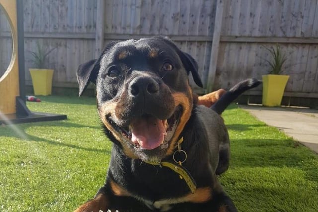 Indy is a two year old Rottie cross. She is a excitable young dog that loves long walks and playing calm games with her toys. She can sometimes take her time getting to know new people but does make friends easily.