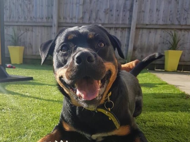 Indy is a two year old Rottie cross. She is a excitable young dog that loves long walks and playing calm games with her toys. She can sometimes take her time getting to know new people but does make friends easily.