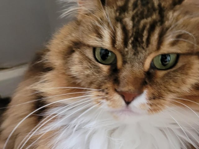 Laura loves her cats. Here is Lola aged seven. Her owner passed away.
