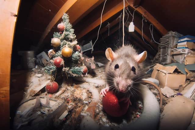 Old nests, droppings and gnaw marks are all indications that an unexpected visitor has been in your loft.