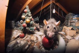 Old nests, droppings and gnaw marks are all indications that an unexpected visitor has been in your loft.