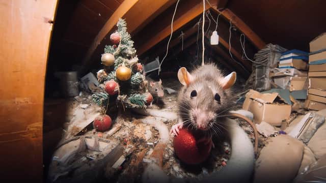 Old nests, droppings and gnaw marks are all indications that an unexpected visitor has been in your loft.