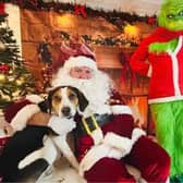 Walter at Dels Pets in Mansfield with Santa Paws and the Grinch.