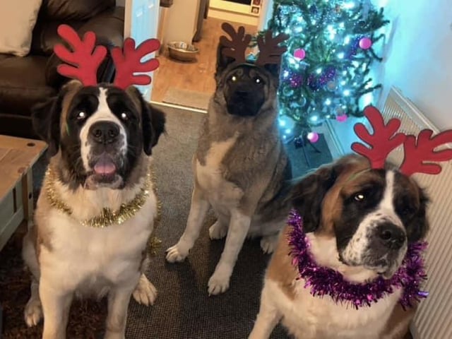 Thanks for sharing this photo with us, Jodie. Here are three wise dogs ready for Christmas.