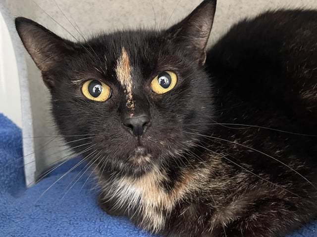 Katie came into Mansfield adoption centre's care from a multi cat household with a litter of kittens and is now ready to live on her own in her new home. Katie is still quite worried by centre life, however is now allowing the team to give her the occasional head tickle. Katie would benefit from a quiet home and being given time to settle.