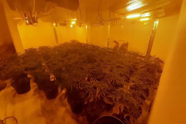 Multiple grow sites were found across the property.