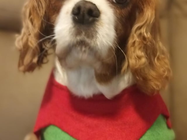 Here is Toffee, 7. How adorable. Thanks for sharing, Yvette.
