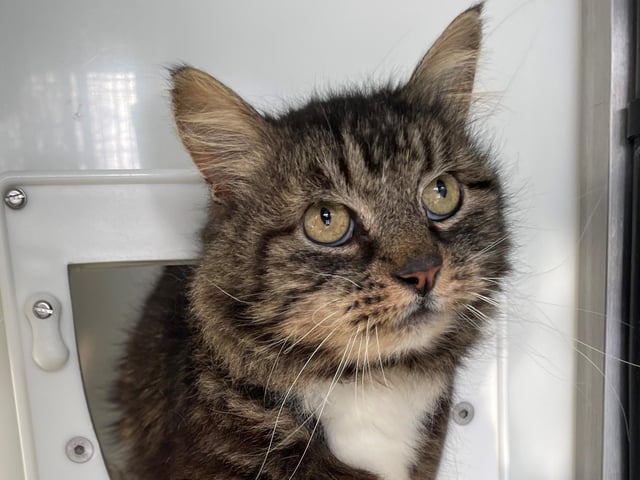 Mr Pebbles is a sweet cat who could live with other cats or a cat-friendly dog in his new home. He can be a little quiet at first, but once he is familiar with people, he loves a head tickle and a fuss.