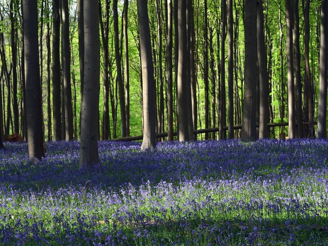 A former colliery site Brierley Forest Park has been transformed into a wildlife haven with walks covering over 2 miles. It has footpath, cycling and horse riding networks through a series of plantation woodlands, hay meadows, water bodies, streams and wetland areas.