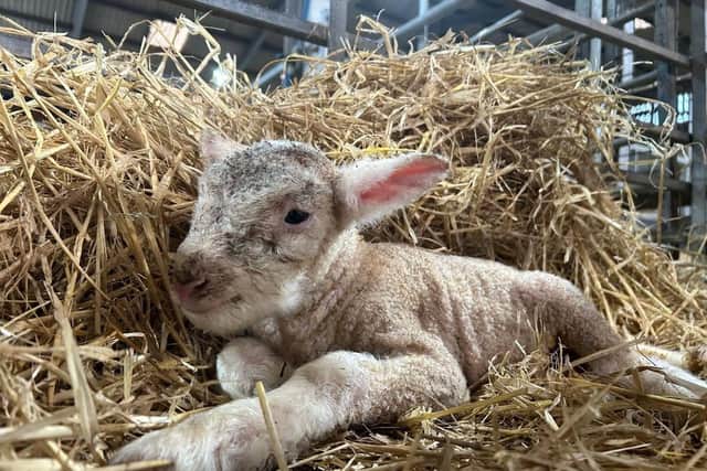 New baby lamb arrivals