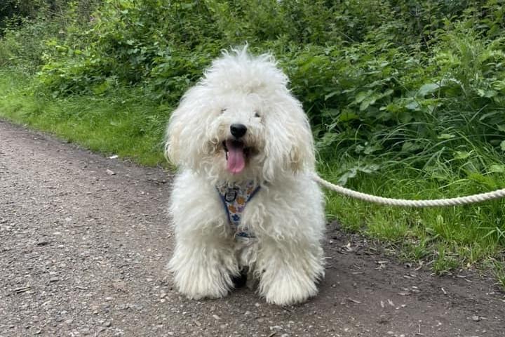 One-year-old Herb on Teversal trails.