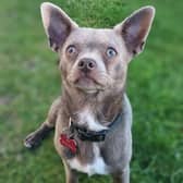 Bluey, an 11-month-old chihuahua, was found three days after escaping a kennel in Budby.