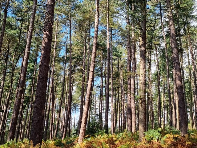 The Woodland Adventure Zone in Mansfield is a fully accessible forest adventure with a zip line, climbing tower, abseiling, gravity trail and much more. The venue is hosting a two-day holiday club is designed for children between the ages of 7 and 13 on June 1 and 2. Each day includes four different, fun and engaging outdoor activities - two of them involving rope-based activities such as climbing and leap, and two focussing on building skills such as campfire and den building. £25 per child per day.