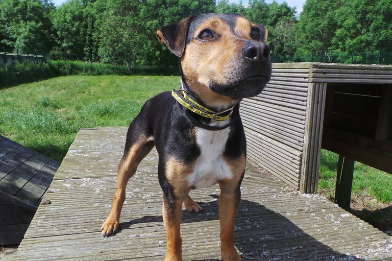 Scooby is a 7 year old Terrier cross and is looking for a rural environment where he wont come in to contact with other dogs. He is friendly and affectionate with his owners but does not like strangers approaching him. He is an active boy who has great fun being out and about. He adores being in the company of his favourite people and will never turn down a tasty treat. Scooby is house-trained and happy to be left at home for a few hours. He is very intelligent and will happily learn a trick or two! espcially if sausages are on offer.