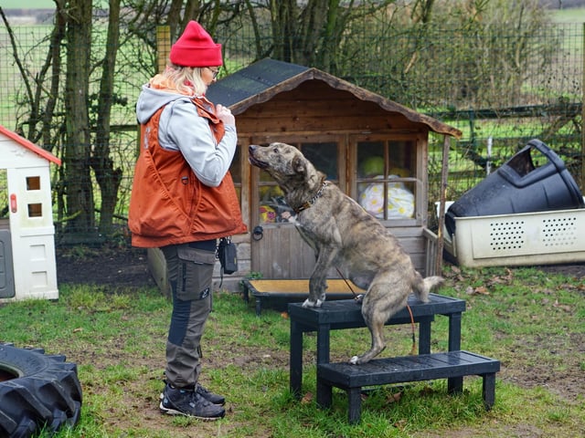 Pictured: Denise and Sid. The dogs have plenty of space to play, socialise and experience a great quality of life with the charity before finding their forever homes.