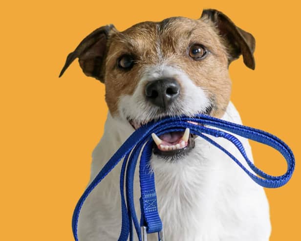 The new programme titled 'Who Will Love My Doggy?' will follow the hardworking staff and volunteers as they help to find new homes for dogs currently in their care.