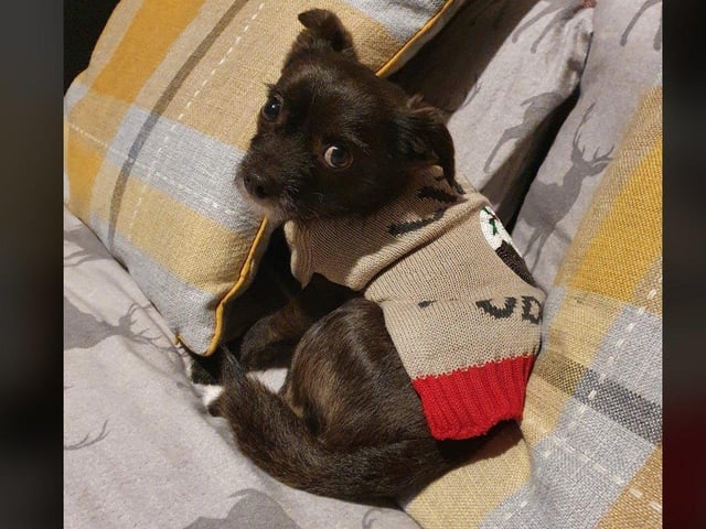 In the run up to Christmas 2020, our readers have shared their pets adorable festive costumes.