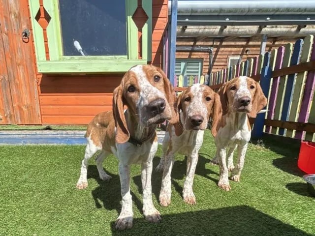 Roastie, Hash Brown and Jacket Potato (JP) are three stunning Pointer Cross puppies who are looking for their forever homes.  Still finding the big, wide world a little intimidating, these pooches are looking for loving adopters who can help them settle into life in the home and help them learn what it is like to be a pooch. These dogs may be a bit nervous and can take a bit of time to get to know you, but within no time they’ll be exploring and grabbing tasty treats, growing in confidence with every day.  Each of these three pooches can live with children and other dogs. See more at https://www.dogstrust.org.uk/rehoming/dogs/pointer/3637350