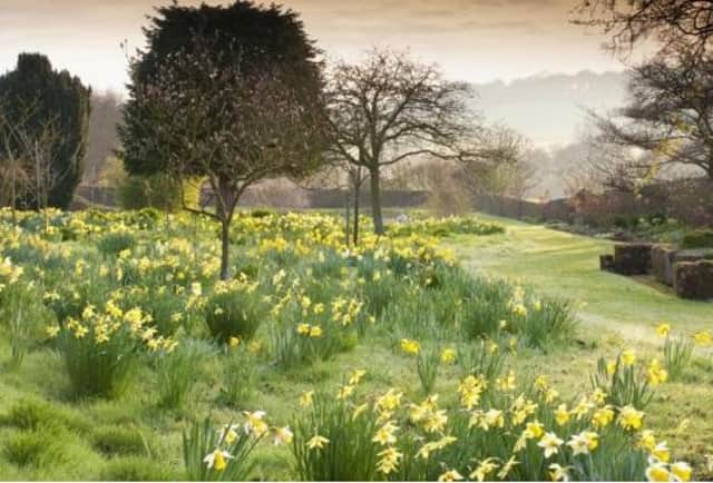 The daffodil orchard at Felley Priory.