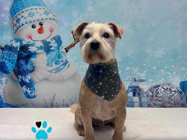 The business offers superfoods, natural treats, dog grooming, dog walking, and personalised gifts.