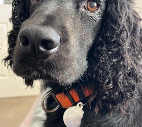 Nina has had Reggi for nearly a year. She said: "Love him to bits."