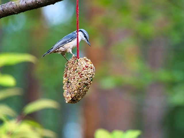 Birds are the focus of family sessions at Creswell Crags, Welbeck this weekend and next week. On Saturday and Sunday, you can learn how to make a bird box for the birds that visit your garden. All the materials and tools are provided. And then next Monday and Wednesday, you can learn how to make a range of bird feeders to hang in your garden. Get messy with fat balls and get creative with pine cones.