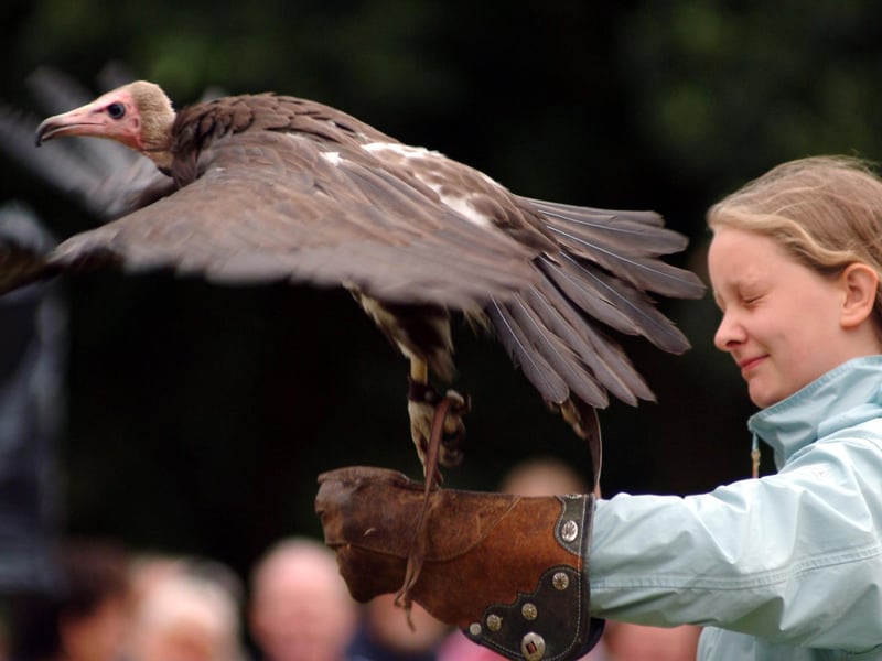 Ray Aliker of Ye Old Redtail Falconry Display receives a helping hand from a member of the audience.