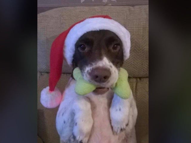 In the run up to Christmas 2020, our readers have shared their petsadorable festive costumes. Here's Kandi the dog!