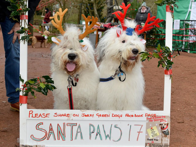 Check out our collection of super cute festive snaps. Pictured - Dogs pose at Santa Paws Dog Grotto at Sherwood Forest in aid of Jerry Green Dog Rescue.