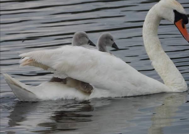 Facebook groups provide a great opportunity to connect with the community and discover fantastic photos from the area. Julie Norgate of Mansfield captured this beautiful shot of a mother swan taking her babies for a ride on King's Mill Reservoir.