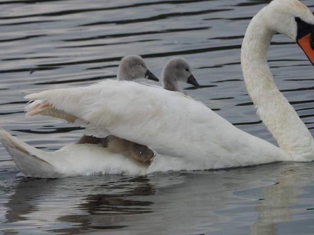 Facebook groups provide a great opportunity to connect with the community and discover fantastic photos from the area. Julie Norgate of Mansfield captured this beautiful shot of a mother swan taking her babies for a ride on King's Mill Reservoir.
