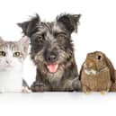 Did your pet make the shortlist in our Top Pet competition?