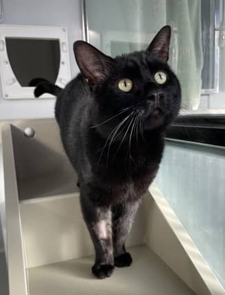 Ozzy has come out of his shell since being at the Mansfield Cat Centre