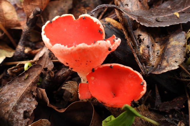 Eagle-eyed Rita Needham spotted this scarlet elfcup fungi while out for a recent walk.
