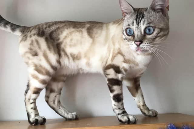 Charlan shared this image of Jasper who died earlier this month.