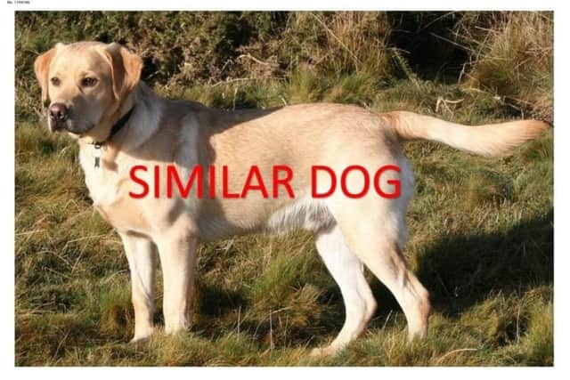 The injured dog is similar to the one pictured.