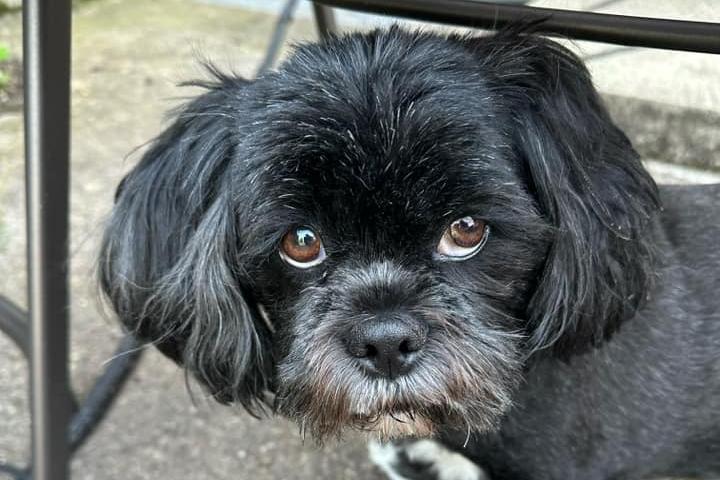 Molly Mushroom is a five-year-old Lhasa Apso.