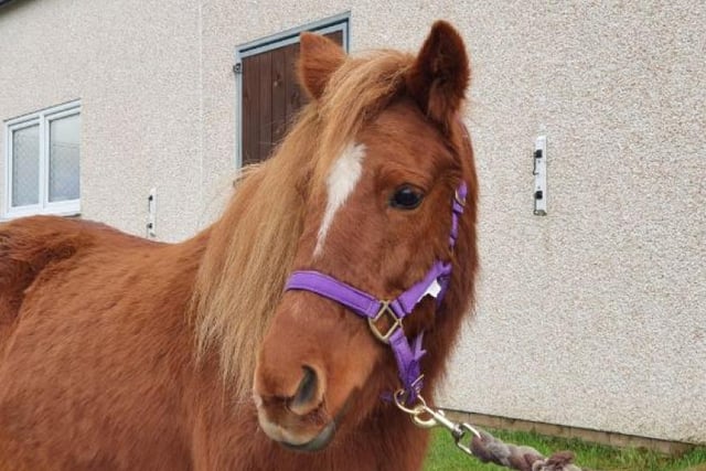 Raven is a friendly mare that is usually one of the first to come up to you in the field. Raven is looking for an experienced owner to help build her confidence and is currently in the Aberdeenshire re-homing centre.
