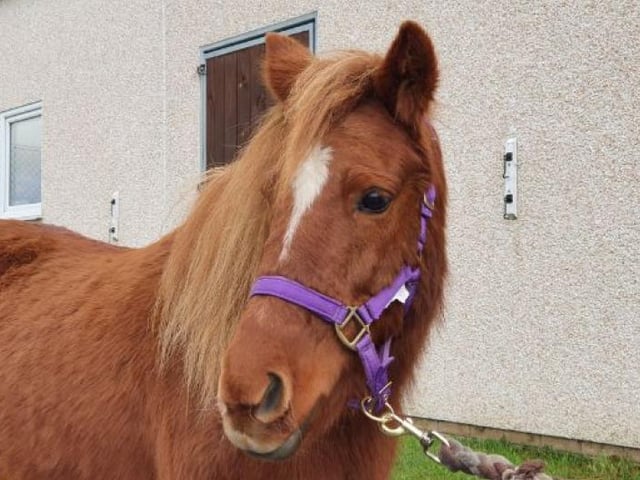 Raven is a friendly mare that is usually one of the first to come up to you in the field. Raven is looking for an experienced owner to help build her confidence and is currently in the Aberdeenshire re-homing centre.