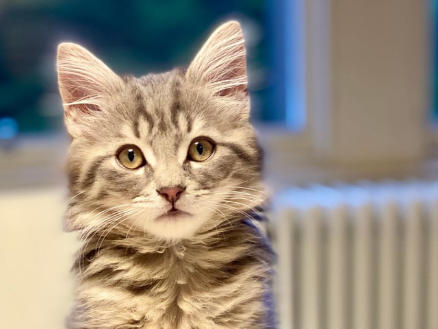 Faroe Skye, named after the Faroe Islands and Isle of Skye, joined Sarah-Alexandra Teodorescu's family during lockdown